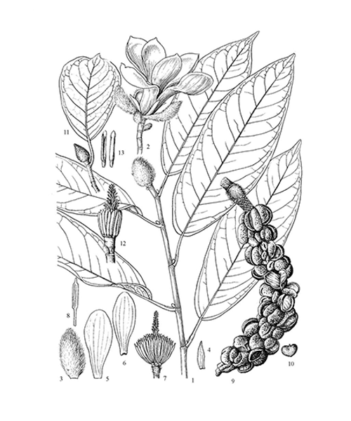 Natural compounds from  Yulania biondii